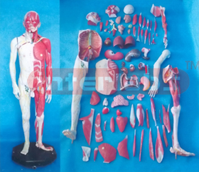 NATURAL HUMAN MODEL OF BODY OF GRADATIONAL DISSECTION (98 PCS/SET)